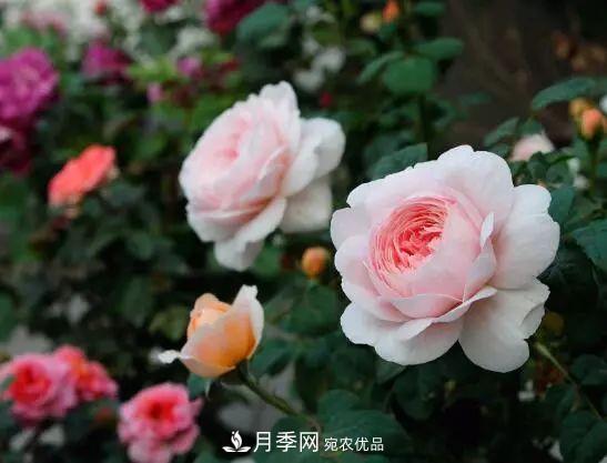 什么樹可以嫁接月季花？月季嫁接有什么好處？(圖1)