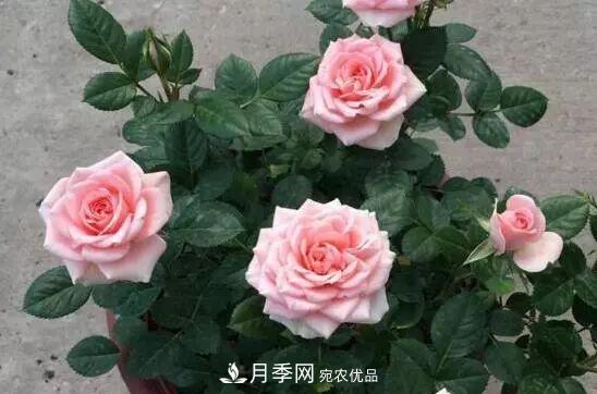 什么樹可以嫁接月季花？月季嫁接有什么好處？(圖5)