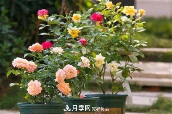 什么樹可以嫁接月季花？月季嫁接有什么好處？(圖4)