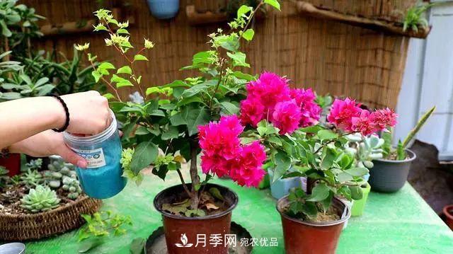 磷酸二氫鉀月季促花“效果不好”？可能是用錯了，快看看正確的方法(圖3)