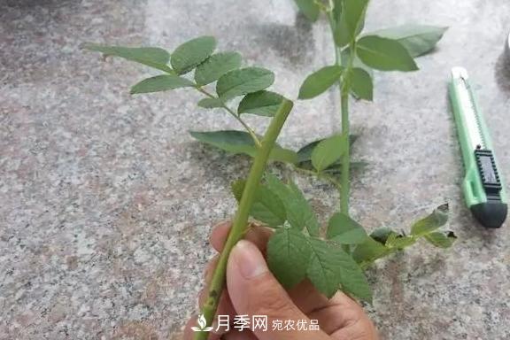 青島路邊用月季美化，開的月季花比拳頭大，原來是月季嫁接的薔薇(圖4)