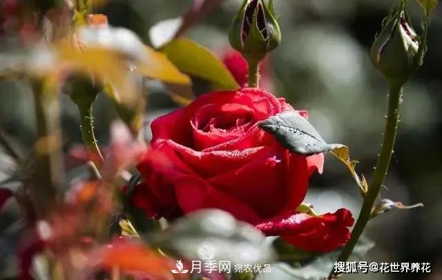 養(yǎng)月季就要用淺盆，月季開花不好換個盆，天天爆花(圖1)