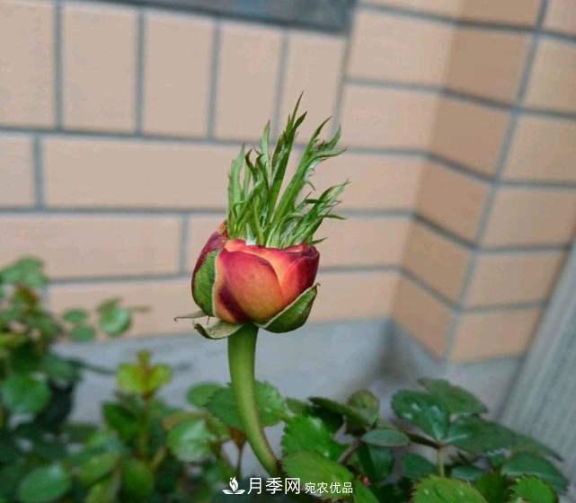 月季花施肥需要注意什么？(圖2)