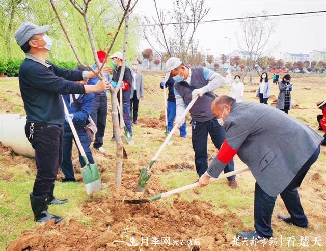 2019年武漢綠化成績單：建成303公里綠道，新栽月季100萬株……(圖3)