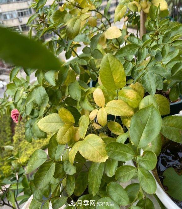 夏天暴雨天，月季發(fā)黃枯萎，2個(gè)原因需要解決(圖1)