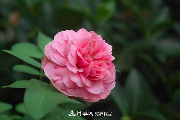 達(dá)芬奇“粉色月季”令人驚艷，生長(zhǎng)快開(kāi)花重瓣，開(kāi)花太美(圖1)