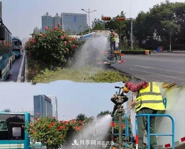 山東濟(jì)南歷城區(qū)唐冶西路的樹(shù)狀月季花海“美如艷”(圖3)