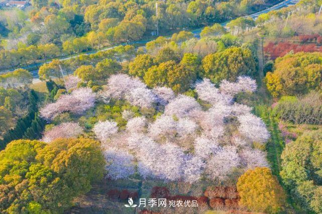 蘇洲金雞湖畔！大美月季花海！(圖20)