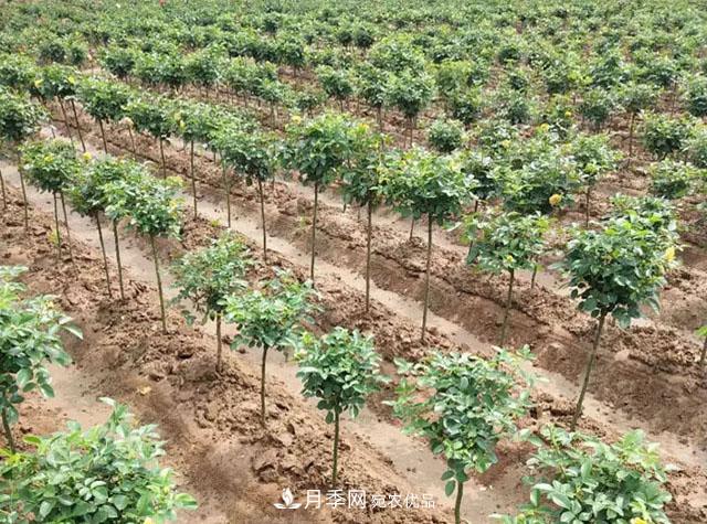 青海樹狀月季苗圃培育，月季嫁接栽培技術(shù)(圖2)