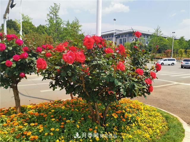 昆明呈貢街頭1487株樹狀月季花正艷，月季花開扮靚春城(圖1)