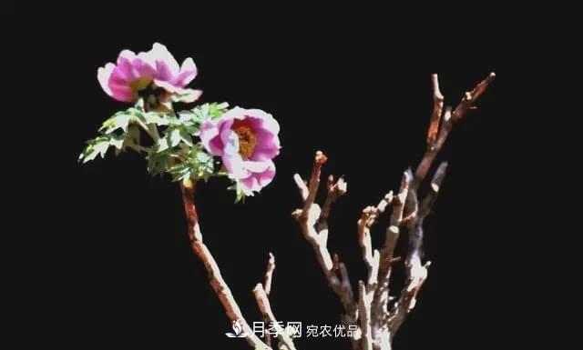 假花開始橫行，擦亮眼睛，秋天這3種***容易造假(圖3)