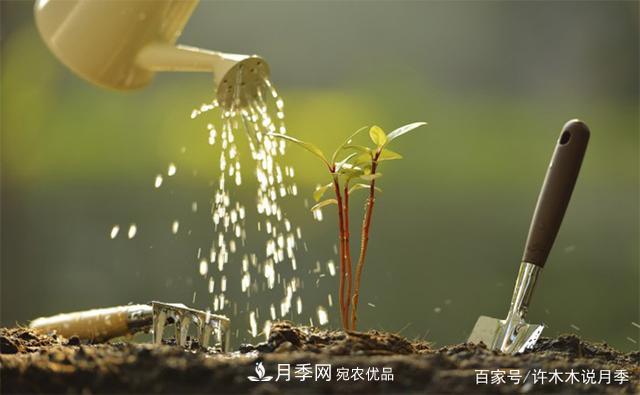 光照只有2~3小時能養(yǎng)月季嗎？這些訣竅教你在半陰處也能養(yǎng)好月季(圖7)