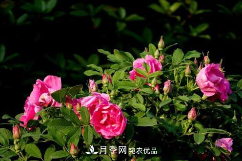 40萬(wàn)株月季繁花似錦，鄭州月季公園邀你來(lái)(圖2)