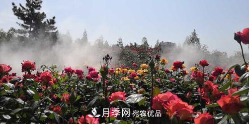 40萬(wàn)株月季繁花似錦，鄭州月季公園邀你來(lái)(圖4)