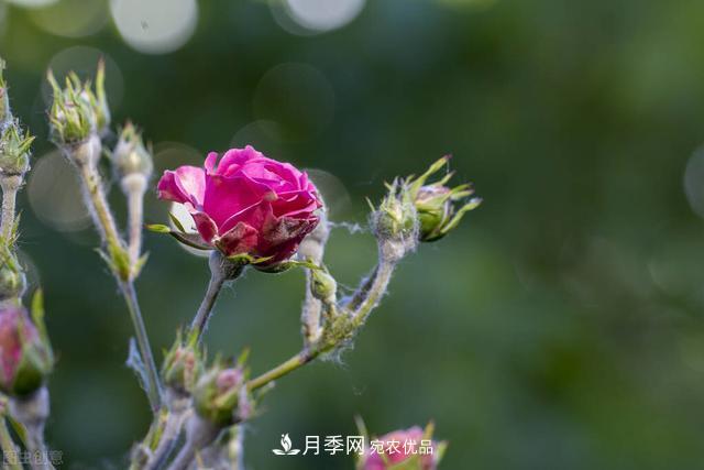 秋天月季不殺菌，會把病菌帶到家里，月季花友真實經(jīng)歷告訴你后果(圖2)