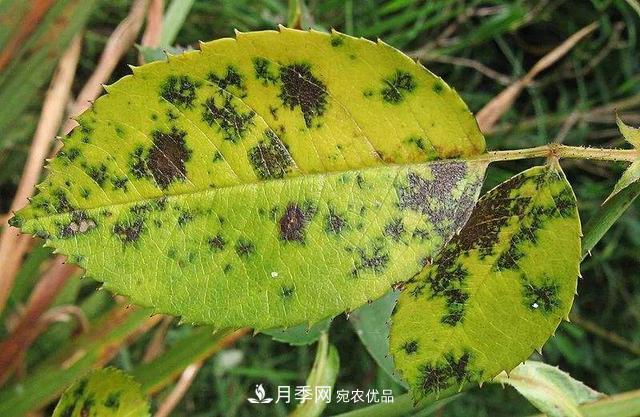 秋天月季不殺菌，會把病菌帶到家里，月季花友真實經(jīng)歷告訴你后果(圖3)