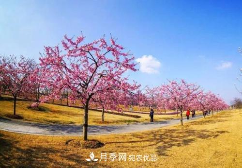 園林綠化常用觀花喬木，花開(kāi)五彩、絢麗奪目，每種都很有特色(圖1)