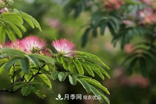 園林綠化常用觀花喬木，花開(kāi)五彩、絢麗奪目，每種都很有特色(圖3)