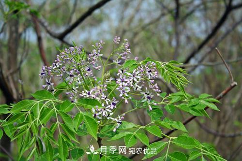 園林綠化常用觀花喬木，花開(kāi)五彩、絢麗奪目，每種都很有特色(圖6)