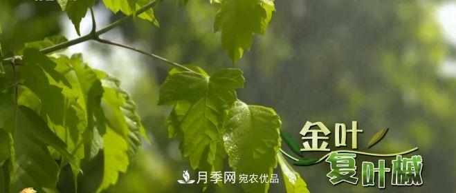 河南商丘男子種苗木，半年營業(yè)額達3000萬(圖6)