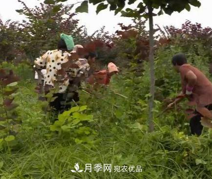 河南商丘男子種苗木，半年營業(yè)額達3000萬(圖9)