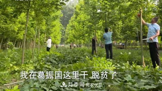 河南商丘男子種苗木，半年營業(yè)額達3000萬(圖15)