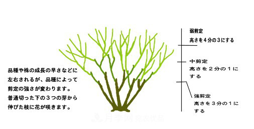 樹狀月季栽植及后期日常管理技術(shù)(圖4)