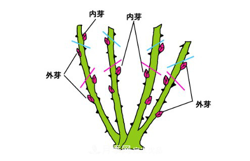 樹狀月季栽植及后期日常管理技術(shù)(圖5)