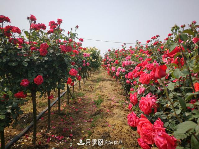 樹狀月季栽植及后期日常管理技術(shù)(圖2)