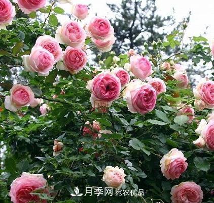 8月養(yǎng)月季花，做好4件事，不愁秋天沒花賞(圖1)