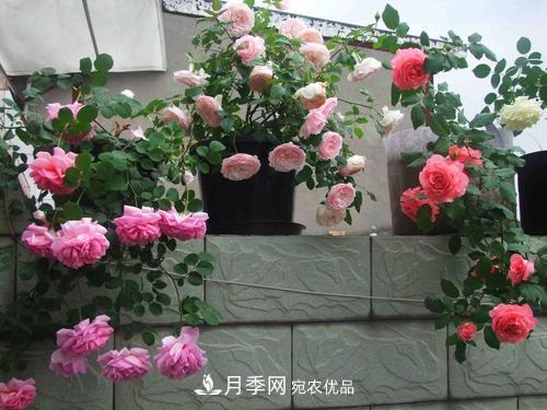 8月養(yǎng)月季花，做好4件事，不愁秋天沒花賞(圖4)