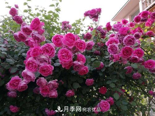 8月養(yǎng)月季花，做好4件事，不愁秋天沒花賞(圖3)