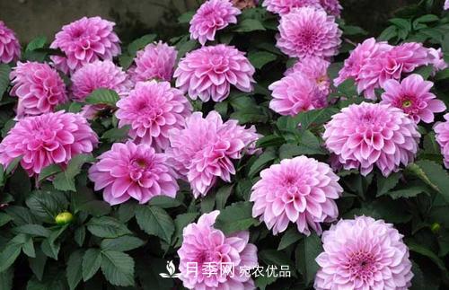 陽(yáng)臺(tái)再小，也要養(yǎng)3種花，一年四季有花賞，輕松開(kāi)成小花園(圖1)