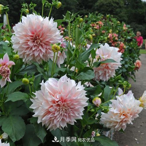 陽(yáng)臺(tái)再小，也要養(yǎng)3種花，一年四季有花賞，輕松開(kāi)成小花園(圖2)