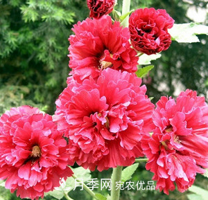 陽(yáng)臺(tái)再小，也要養(yǎng)3種花，一年四季有花賞，輕松開(kāi)成小花園(圖3)