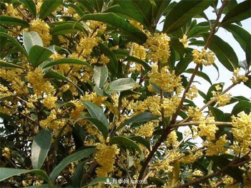 桂花香氣濃郁，但繁殖難？掌握四種方法，明年桂花開滿園(圖1)