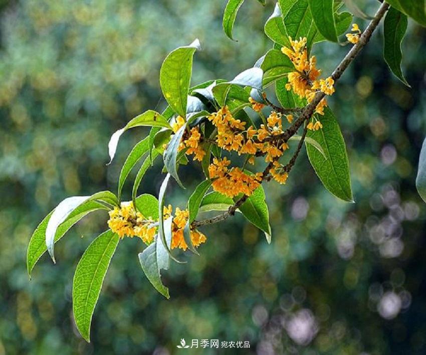 桂花香氣濃郁，但繁殖難？掌握四種方法，明年桂花開滿園(圖5)