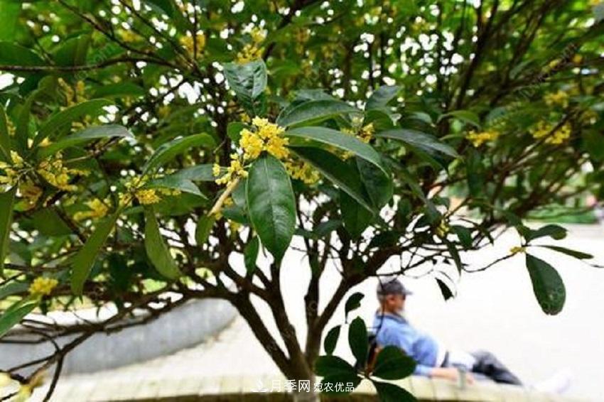 桂花香氣濃郁，但繁殖難？掌握四種方法，明年桂花開滿園(圖2)