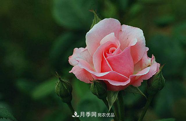 【名花】月季花的繁殖、栽培和養(yǎng)護(hù)，花色品種豐富，艷麗多彩(圖1)