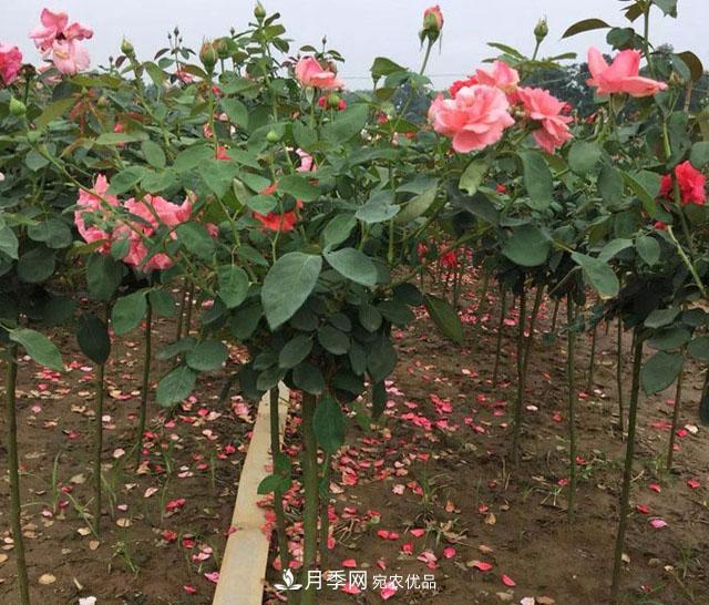 【名花】月季花的繁殖、栽培和養(yǎng)護(hù)，花色品種豐富，艷麗多彩(圖2)