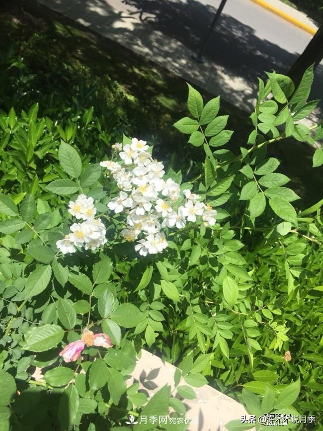 如何買到正版歐月？月季購買防騙手冊，幾招鑒定歐月，拒絕小白花(圖5)