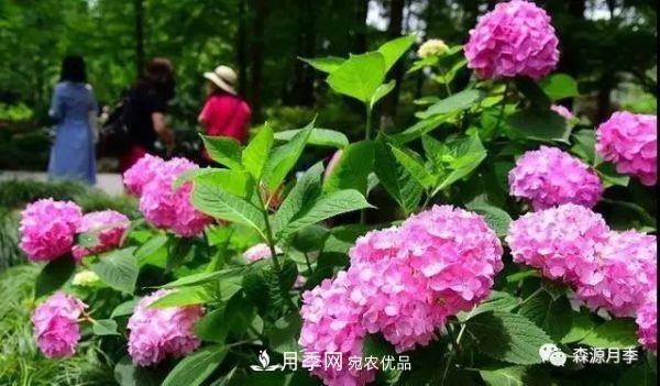 月季天冷后怎么養(yǎng)？月季花能開爆盆嗎？具體怎么養(yǎng)護(hù)呢？(圖2)