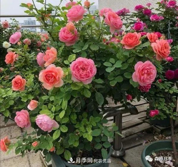 月季天冷后怎么養(yǎng)？月季花能開爆盆嗎？具體怎么養(yǎng)護(hù)呢？(圖1)