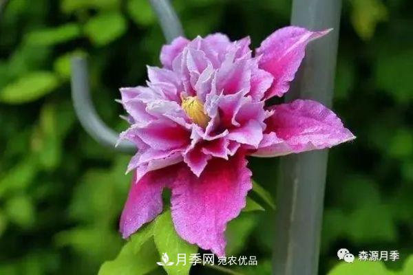 月季天冷后怎么養(yǎng)？月季花能開爆盆嗎？具體怎么養(yǎng)護(hù)呢？(圖3)