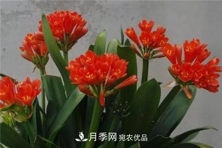 夏天亂澆水，月季多肉…澆一盆死一盆！(圖5)