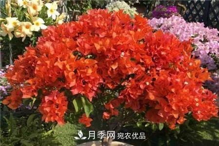 夏天亂澆水，月季多肉…澆一盆死一盆！(圖10)