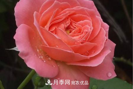 月季花冬天怎么過(guò)冬，冬天怎么剪枝(圖2)