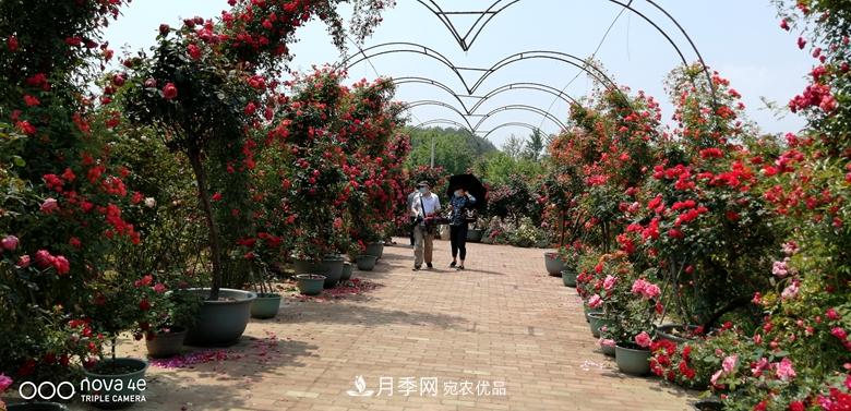 拱門(mén)造型月季浪漫穿行，花開(kāi)花落歲月靜好(圖5)