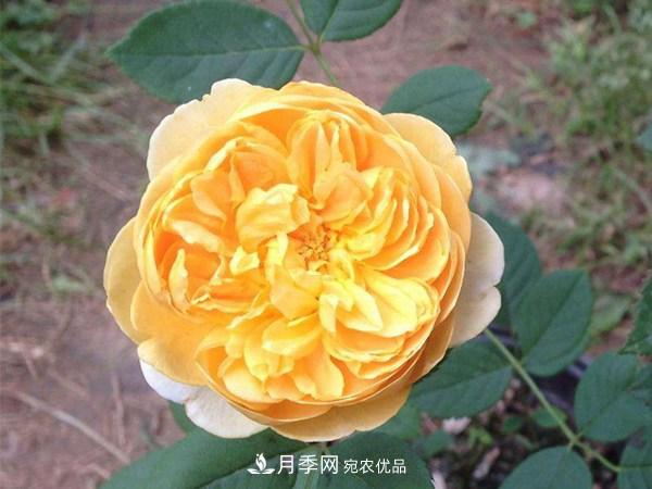 花期長(zhǎng)的藤本月季有哪些品種？(圖4)