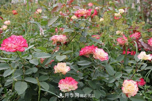 10個(gè)熱門的豐花月季品種推薦(圖5)